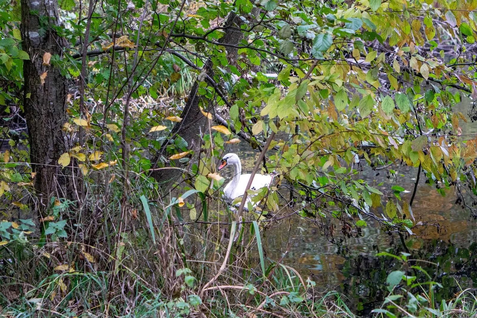 Hundereise Urlaub Rothsee Deutschland
