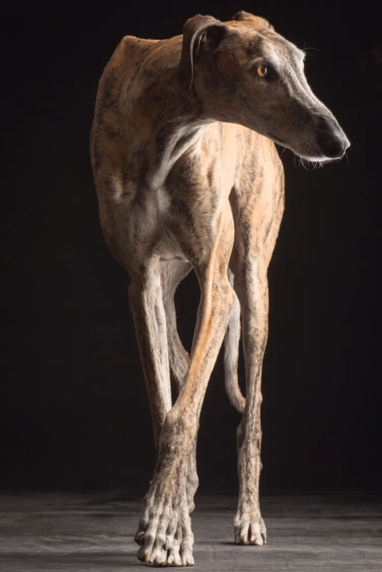 Galgos