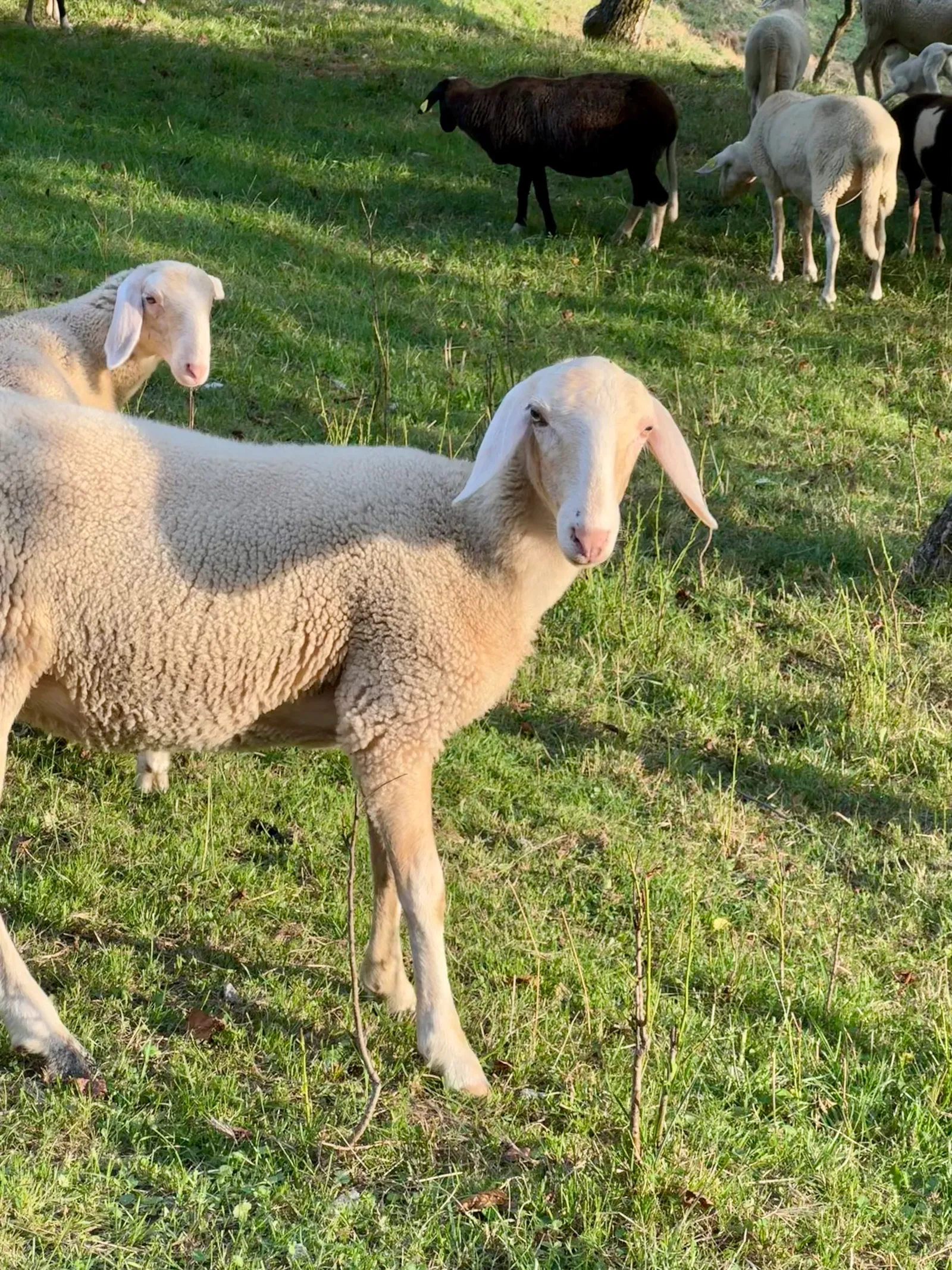 Zwei weiße Schafe stehen auf einer sonnigen Weide, dahinter weitere Tiere der Herde.