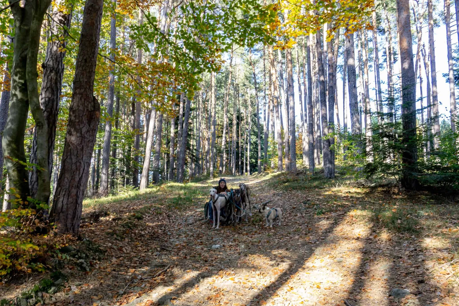 hundefreundliche Wanderung Bucklige Welt