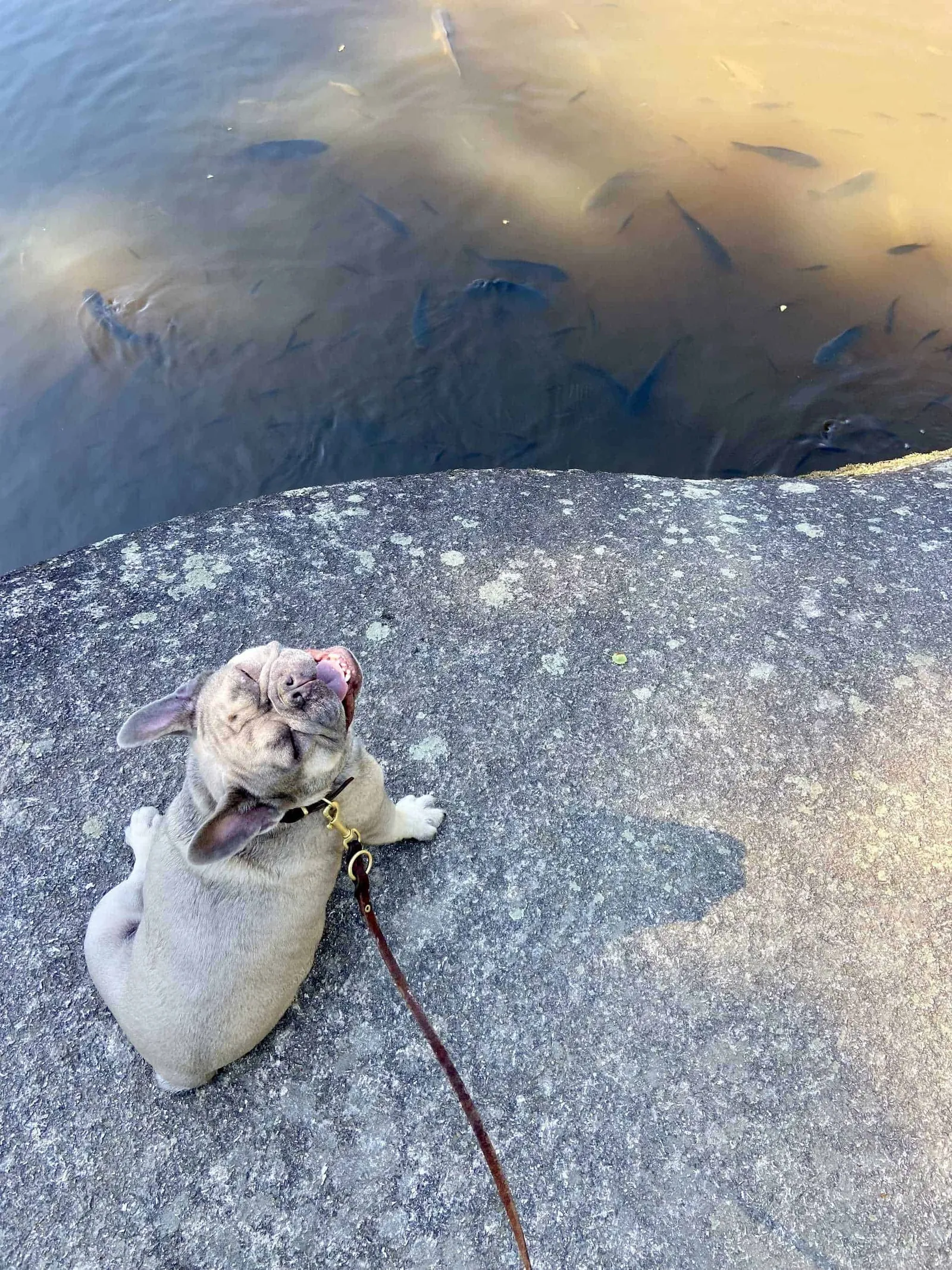 Hund mit Teich und Karpfen