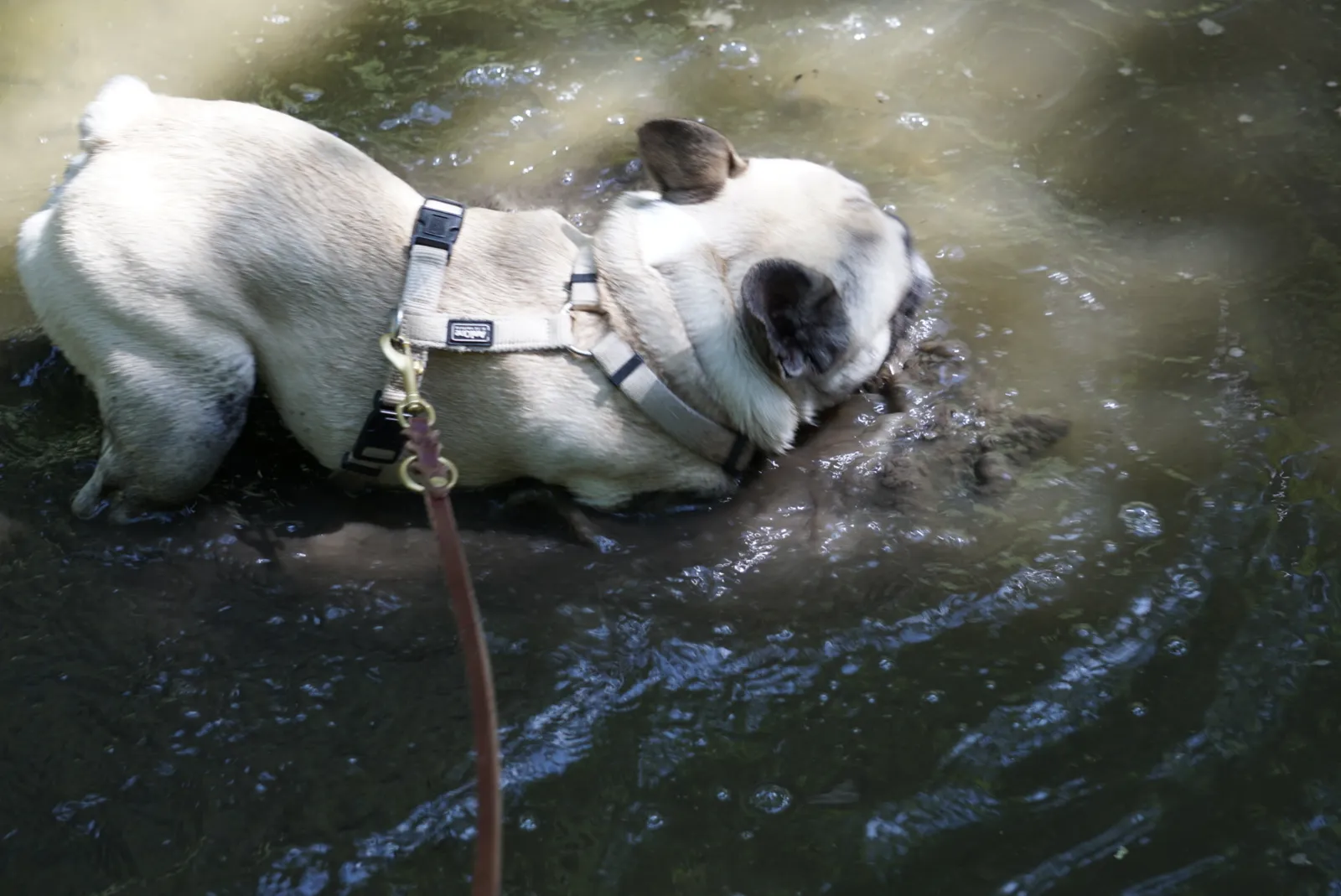 Französische Bulldogge