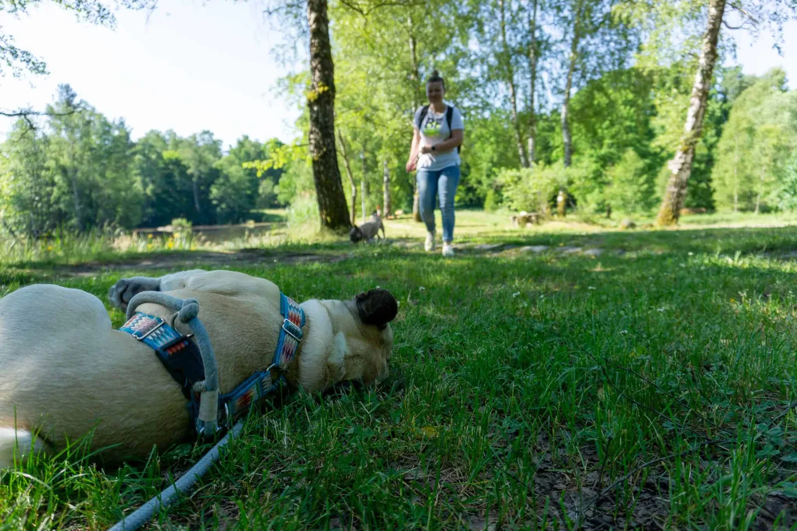 Hund wälzt sich im Gras