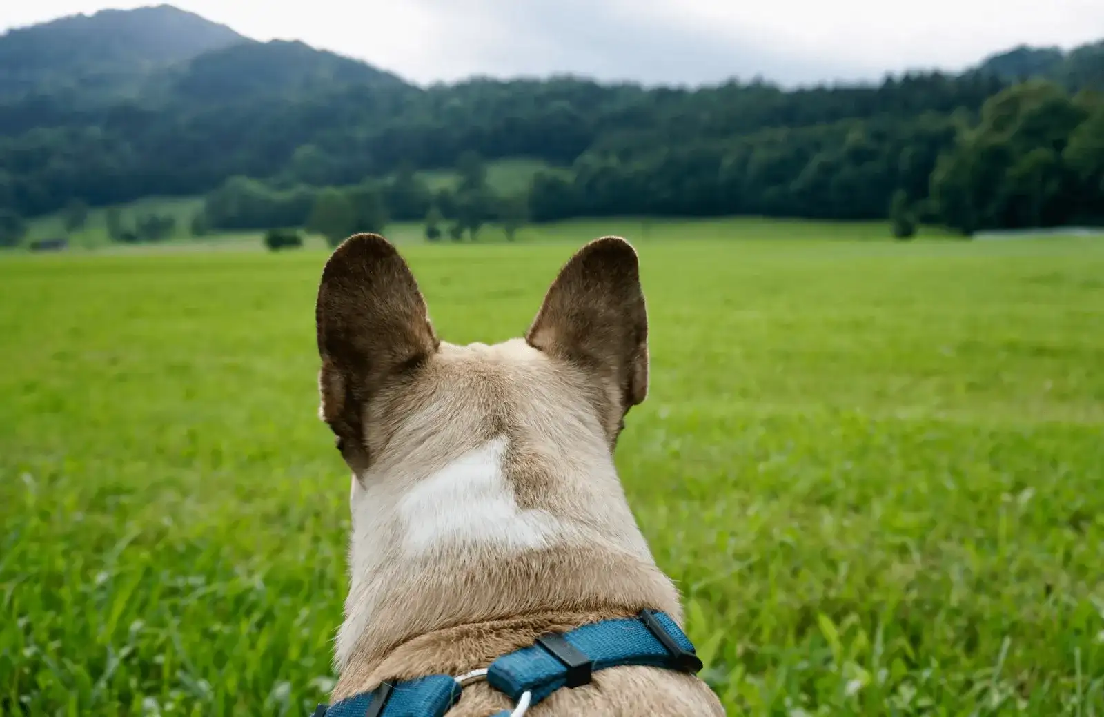 Urlaub mit Hund im Pielachtal - Hotel Steinschalerhof und Wanderung Nr. 1