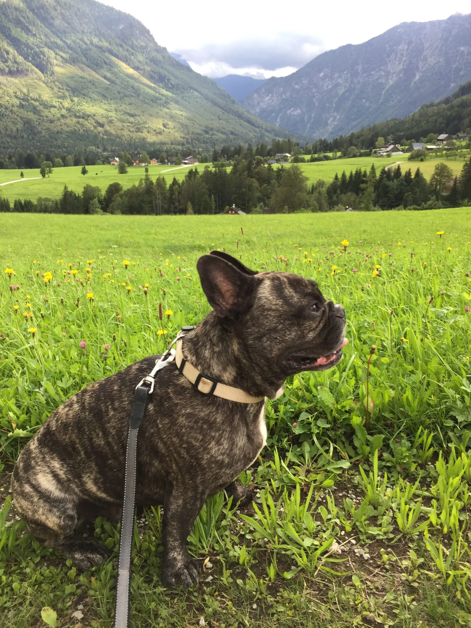 Wasnerin Ausblick Dachstein