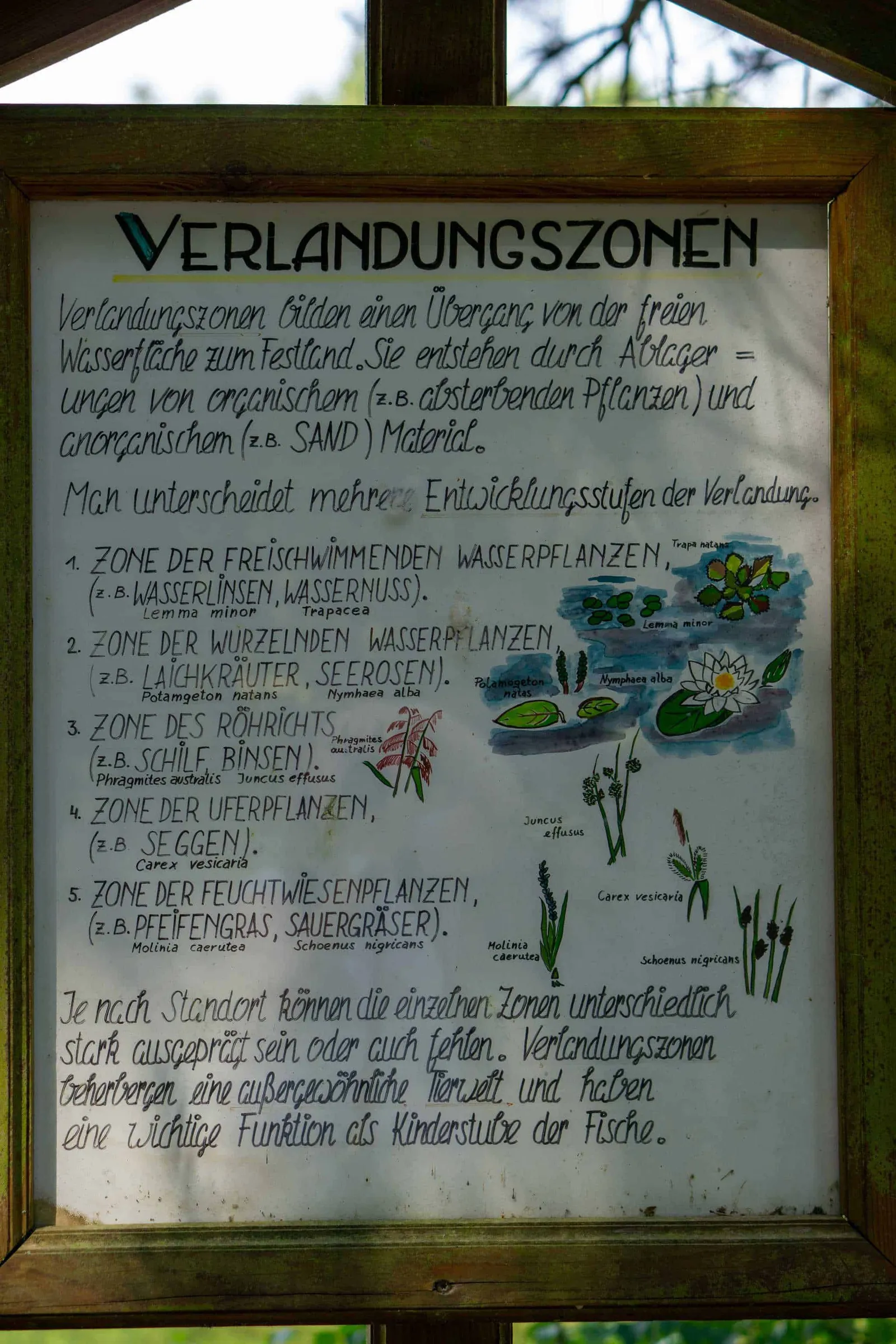 Infotafel Verlandungszonen