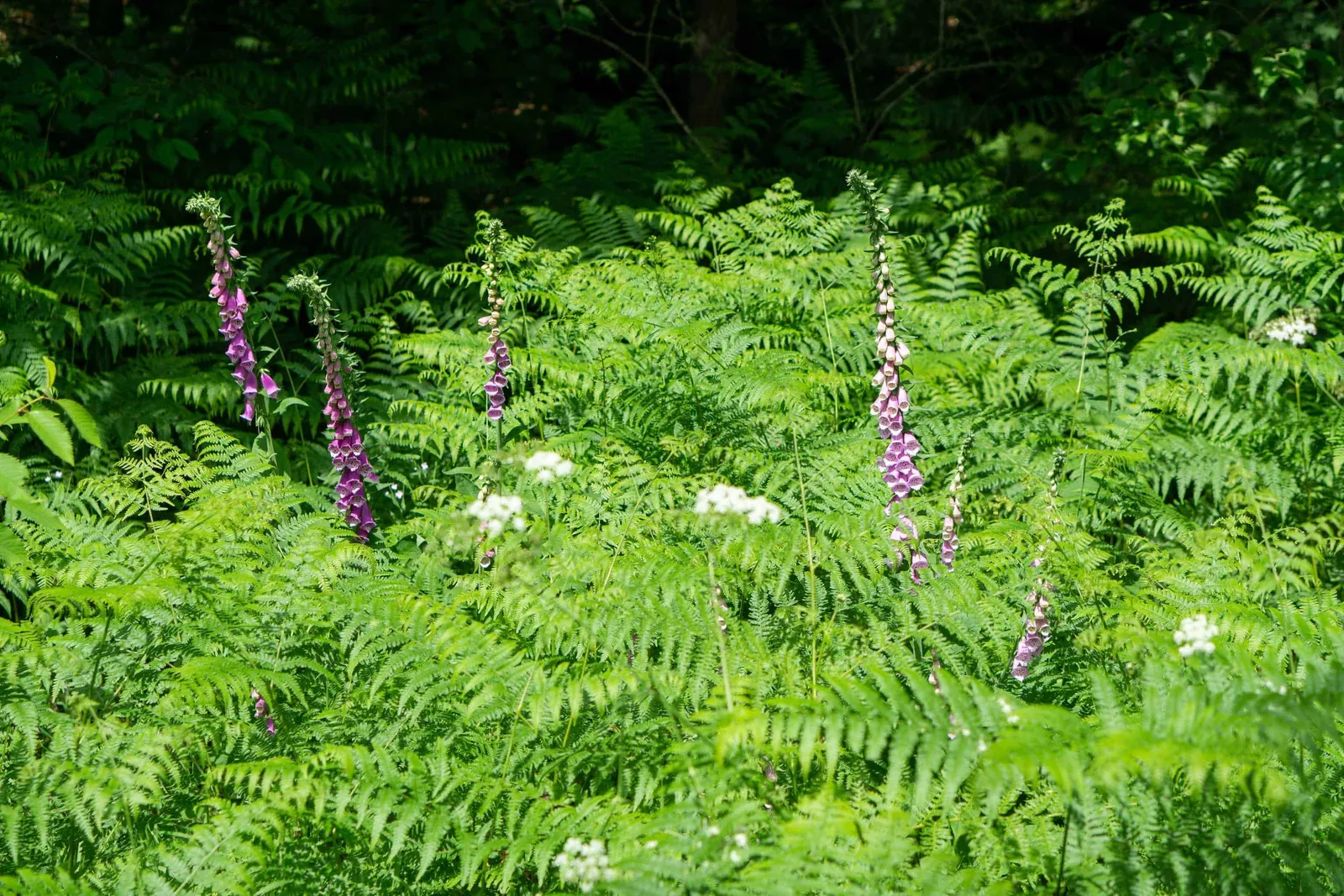 Farn und violette Pflanzen