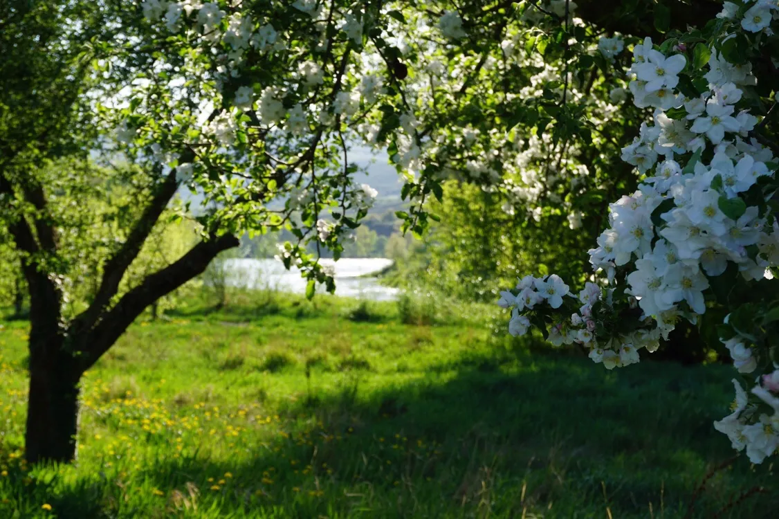Frühling