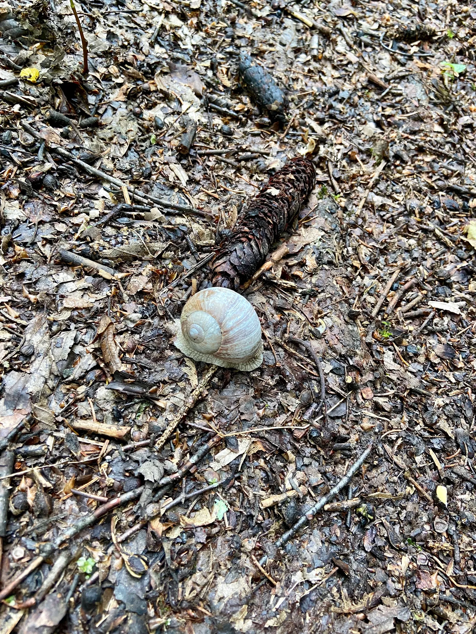 Schnecke