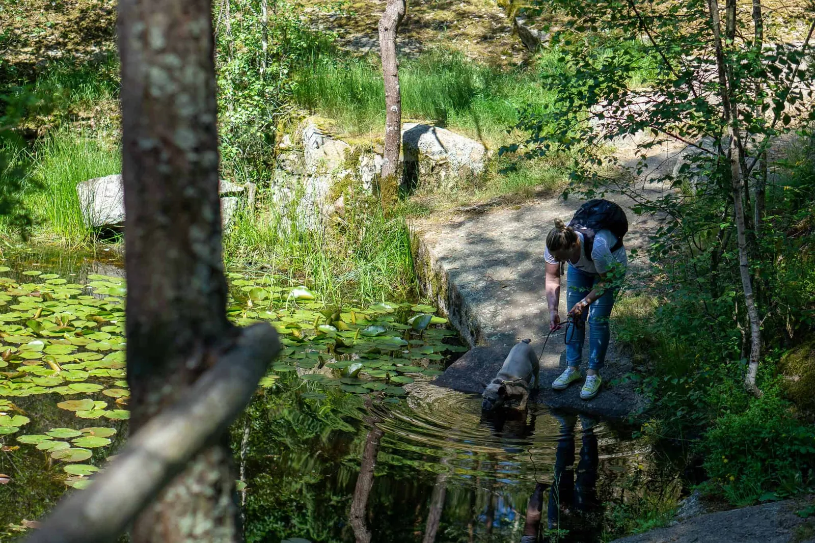 Hund trinkt aus Mondteich