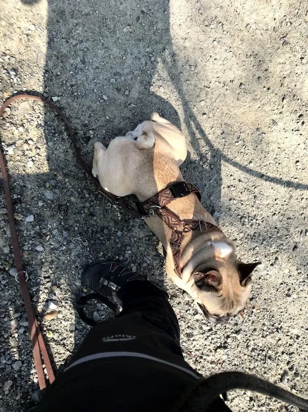 Hundefreundliche Wanderung in Donnerskirchen, Burgenland