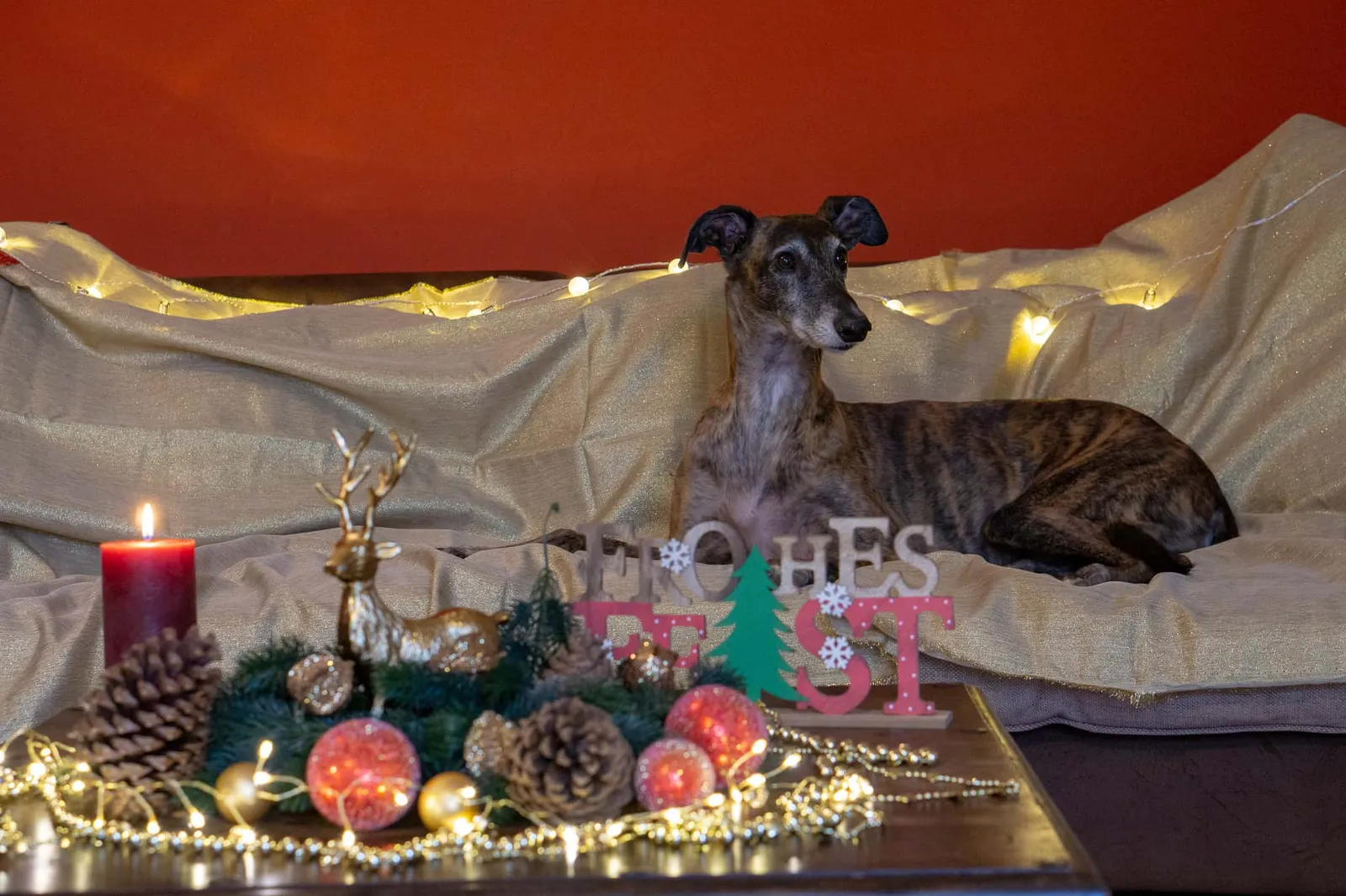 Hundereise tierische Weihnachtsgeschichte