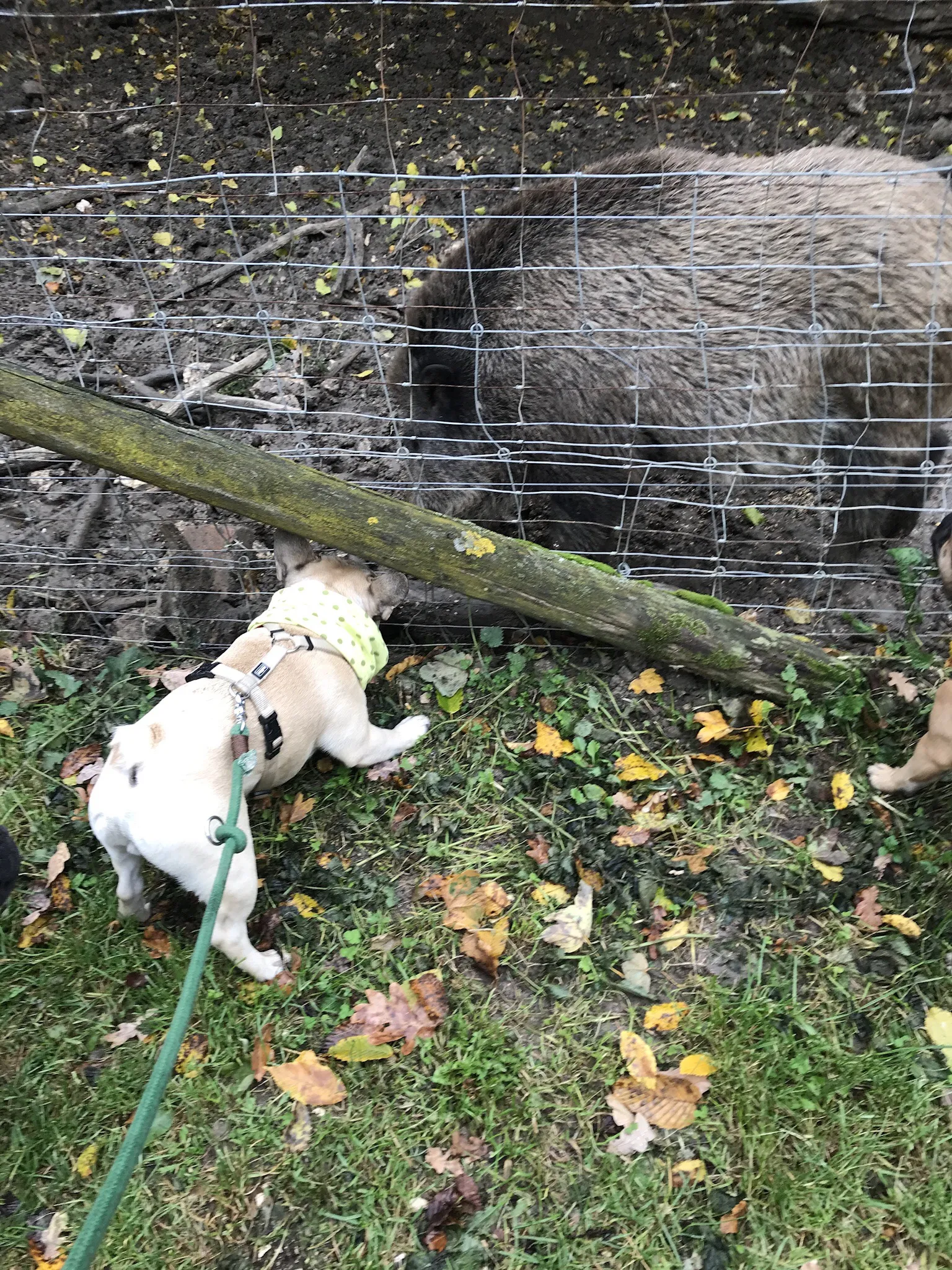 Ausflug mit Hund zu den Wölfen im Wildpark Ernstbrunn, NÖ