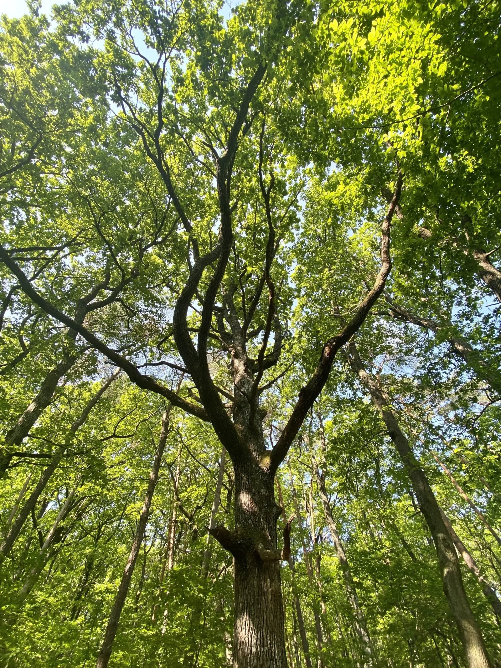 Imposanter Baum mit verwinkelten Ästen von unten