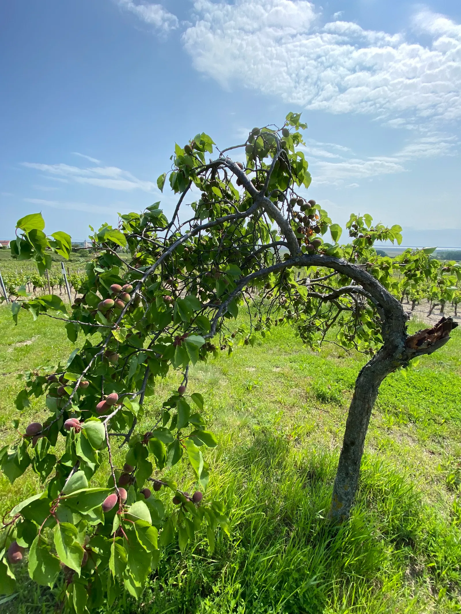 Pfirsichbaum_Oggau-Weinwanderweg