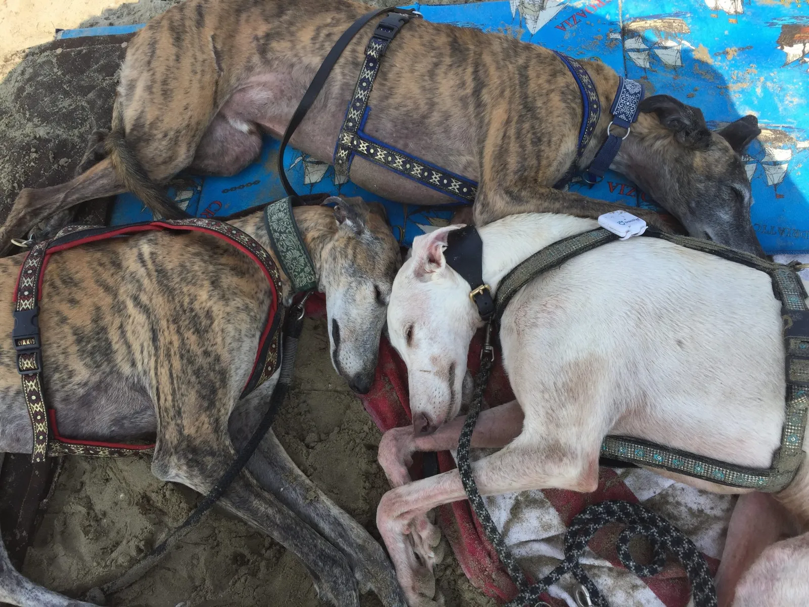 Urlaub mit Hund in Italien - Spanische Galgos in Cavallino-Treporti