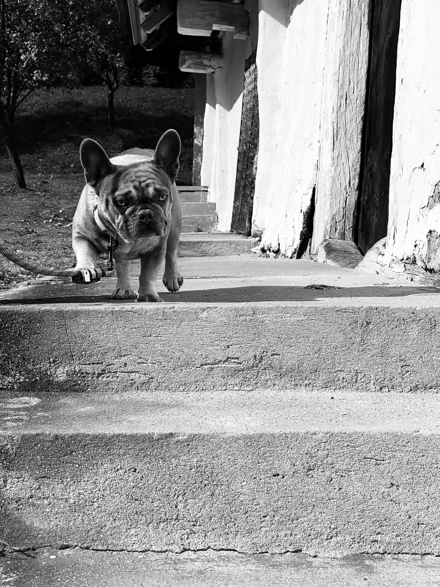 Archie kommt zur Treppe