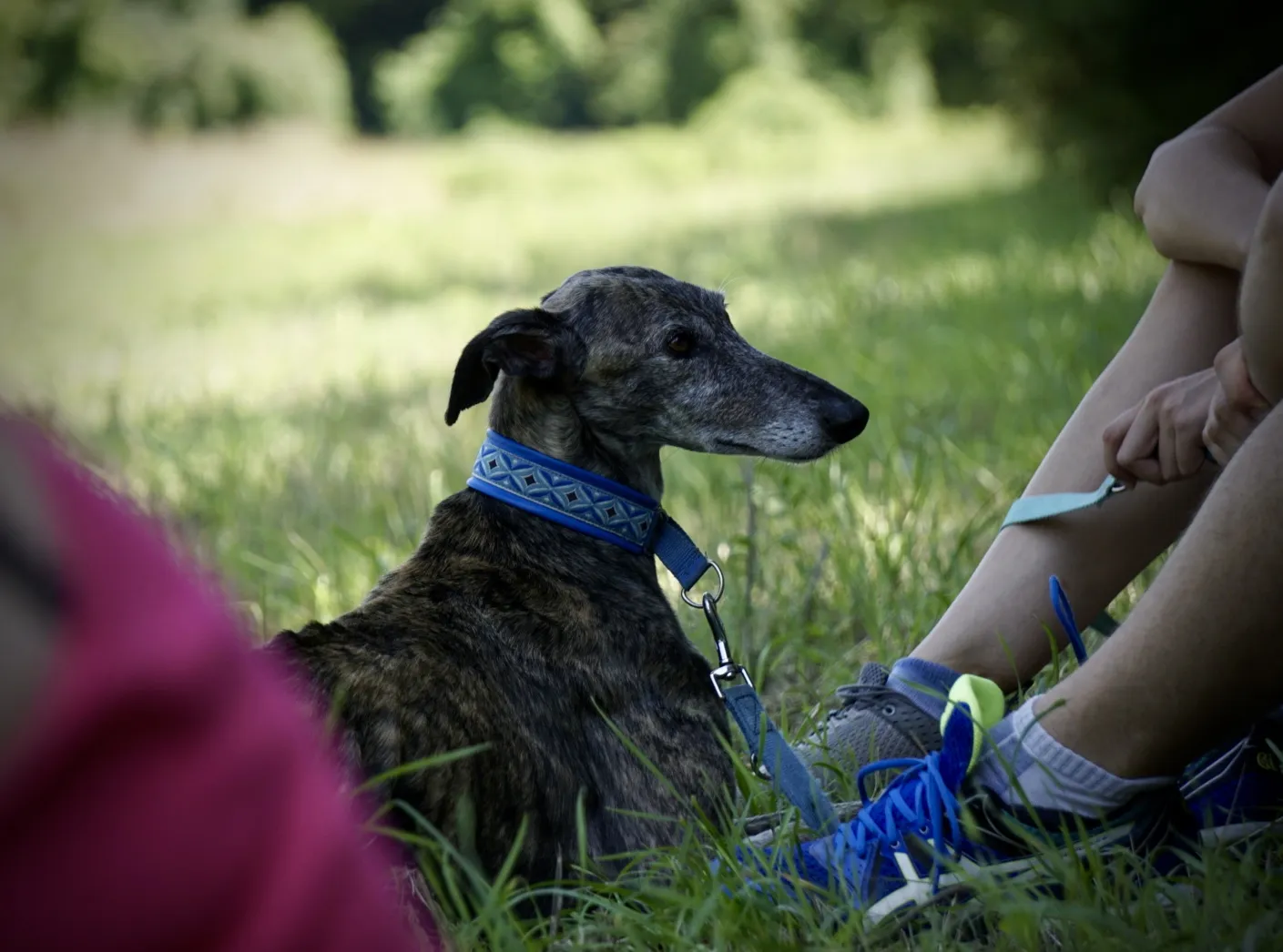 Galgo