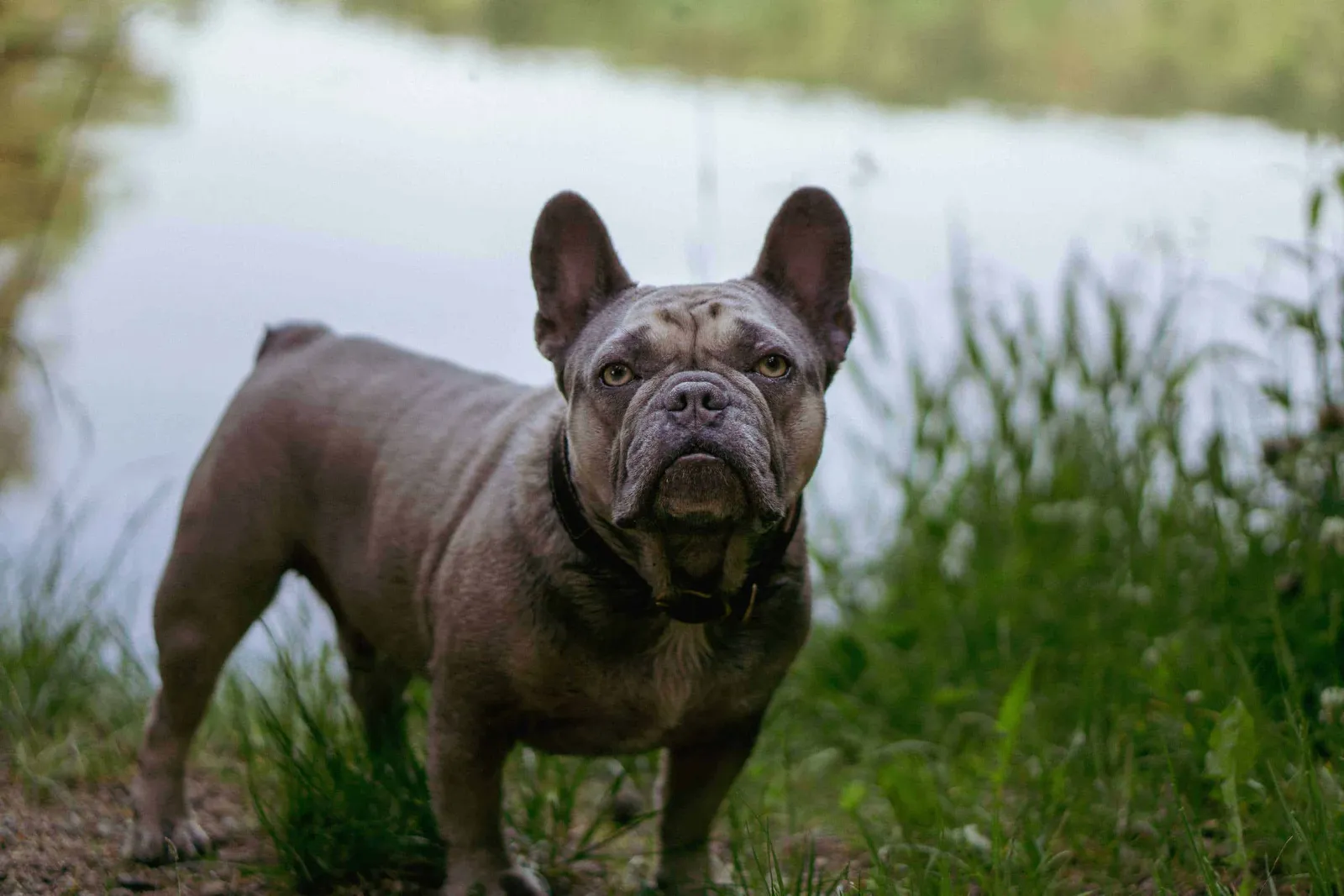 Archie in Nahaufnahme