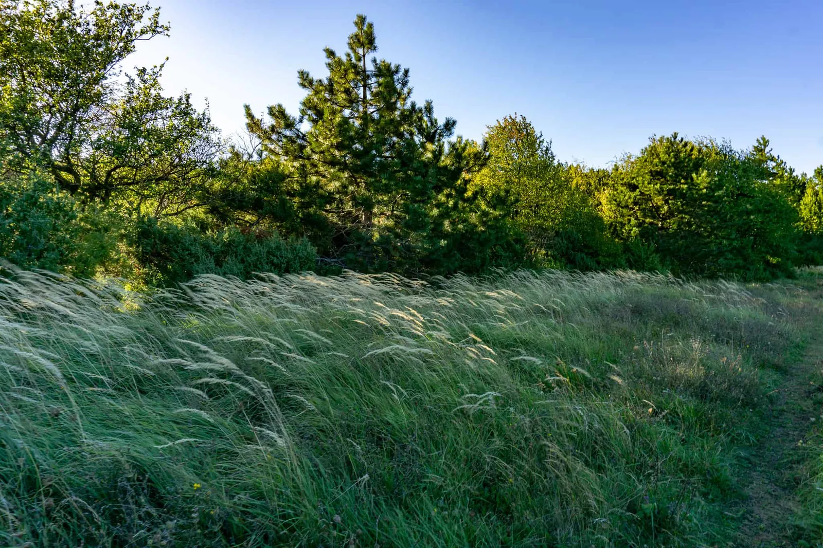 brest pod učkom Wandern mit Hund