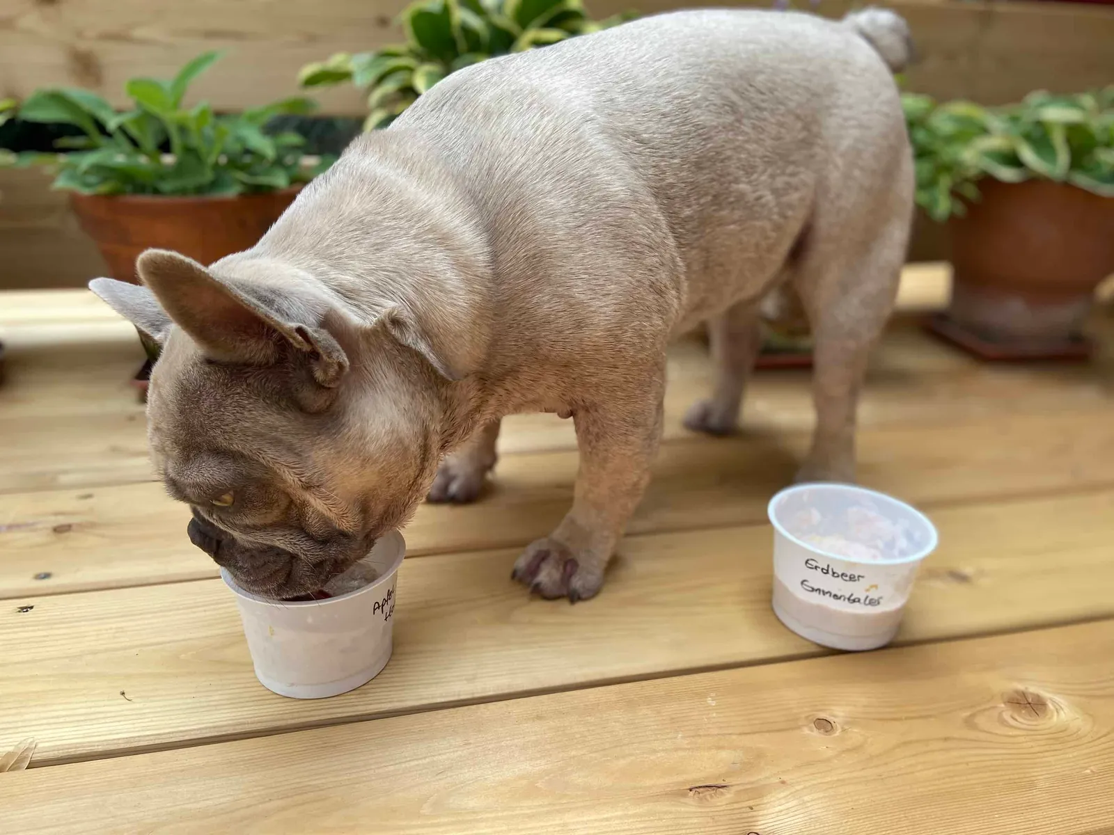 3 Rezepte für Hundeeis zum Selbermachen