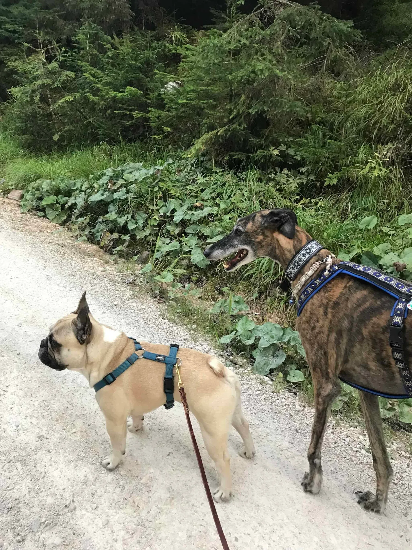 Urlaub mit Hund - Rußbach, Gosau, Traunsee - Salzburg & Oberösterreich