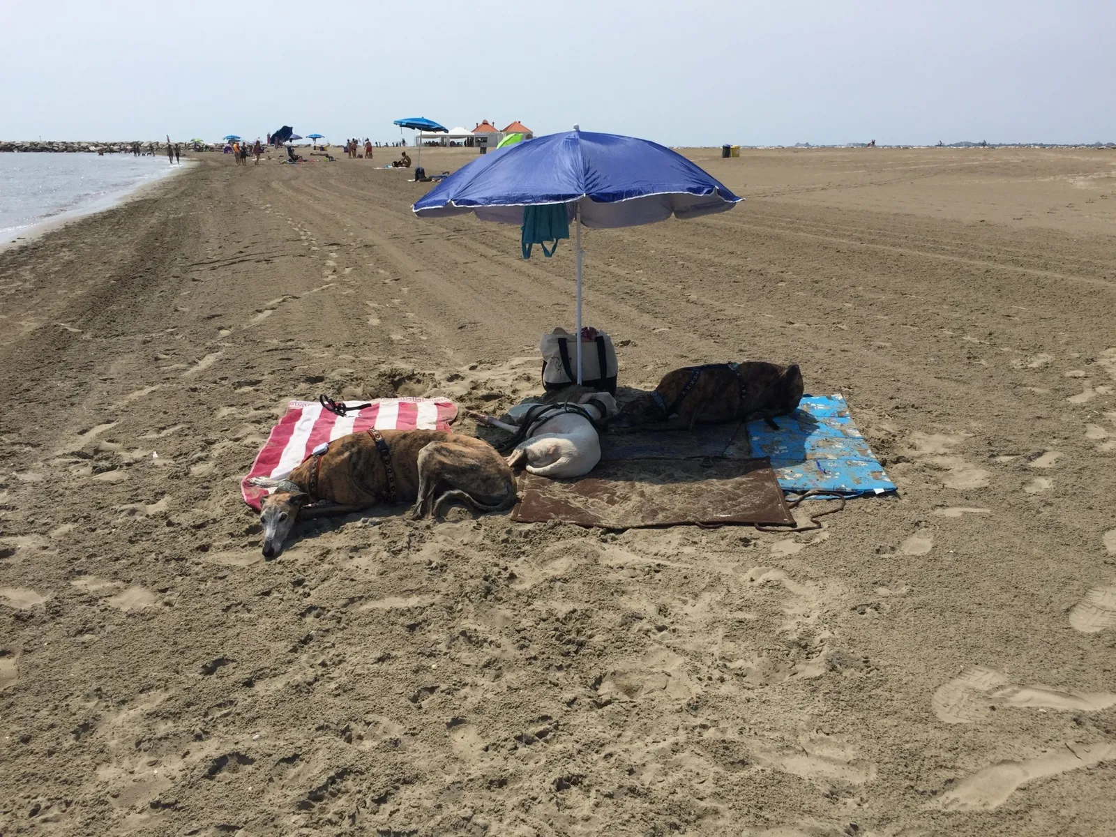 Urlaub mit Hund in Italien - Spanische Galgos in Cavallino-Treporti