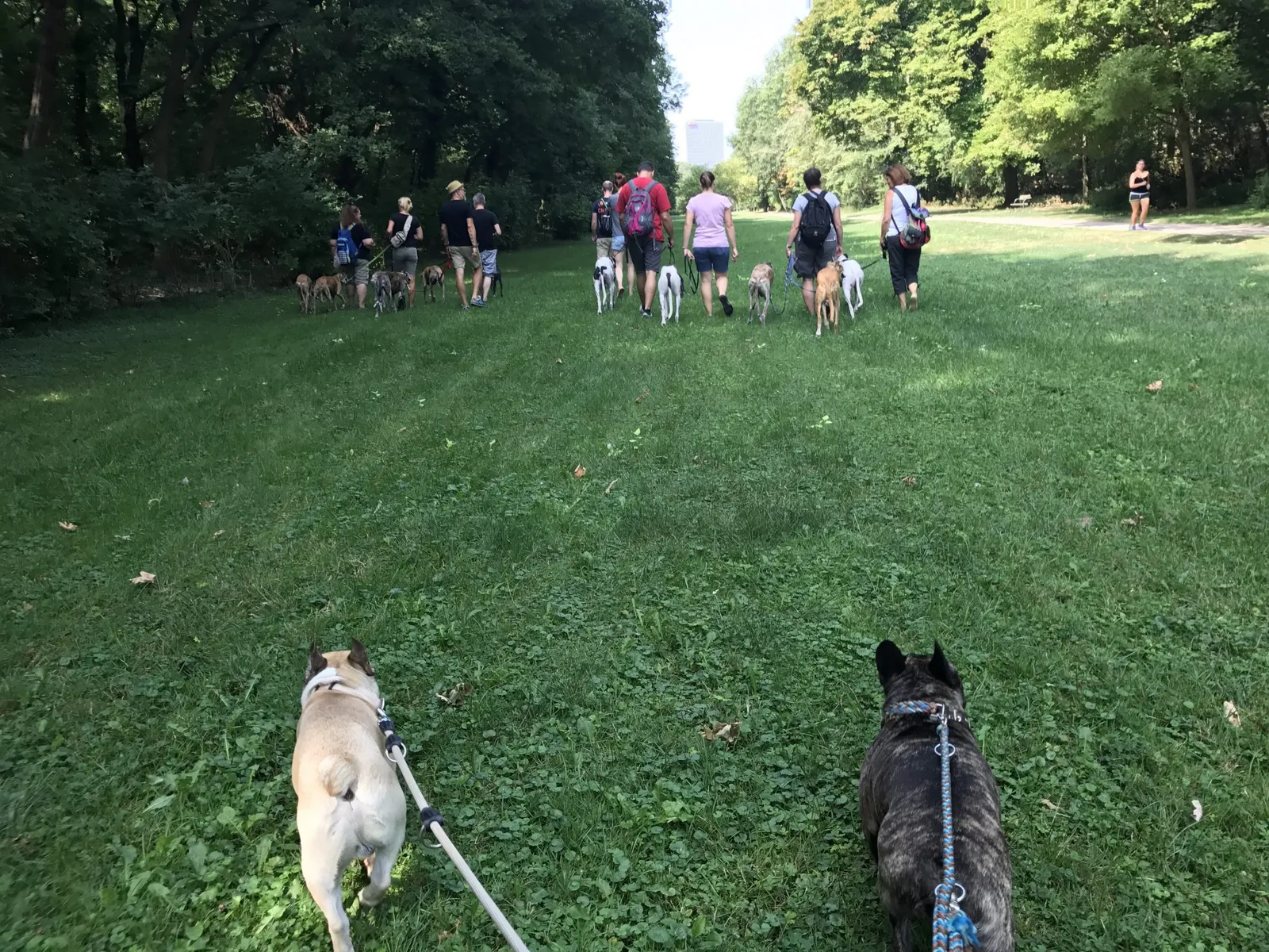 Spaziergang mit Hund in der Prater Hauptallee