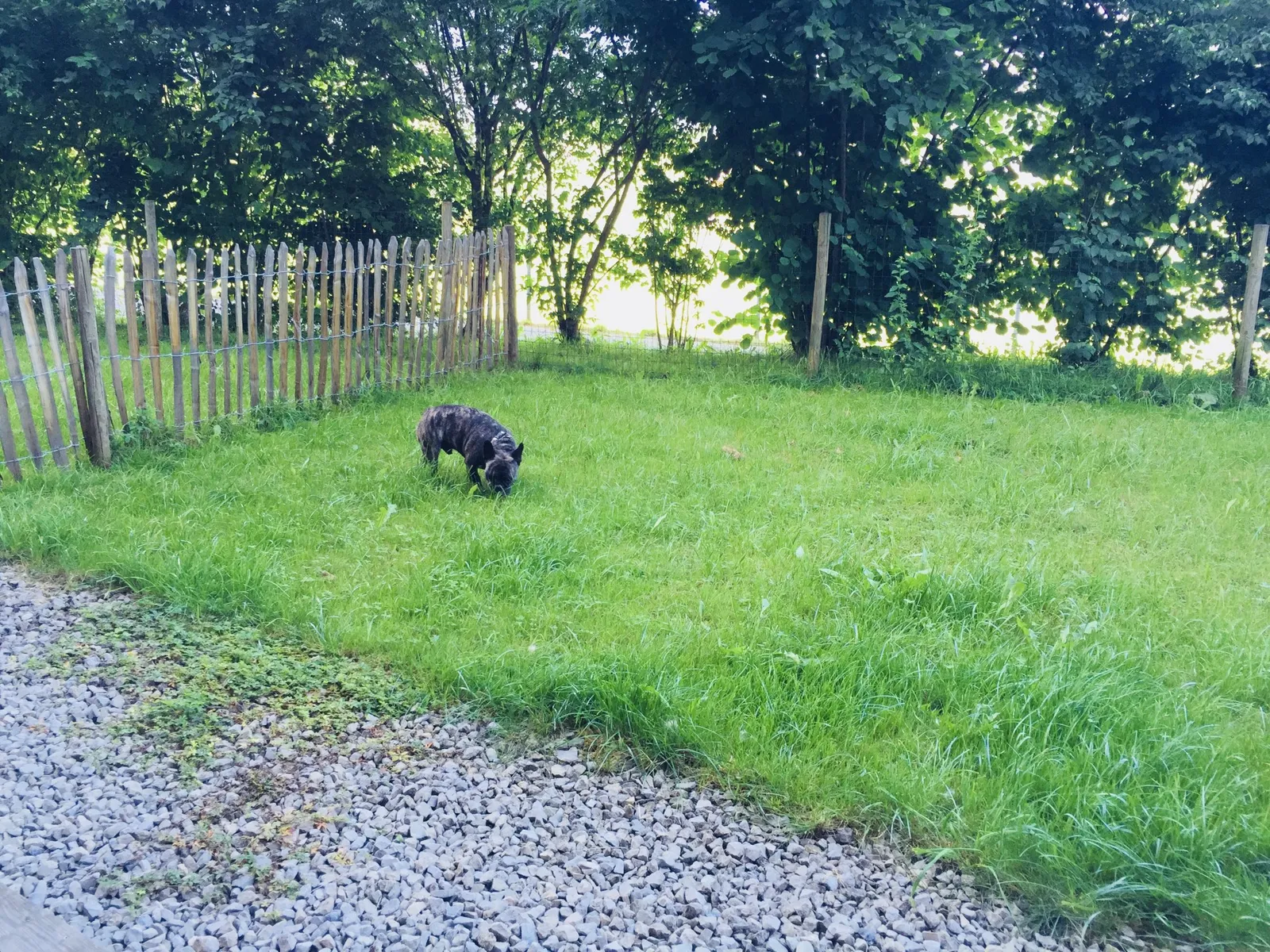 Wasnerin Hundegarten