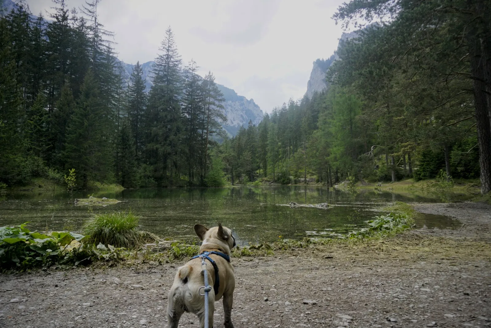 Grüner See Hundereise