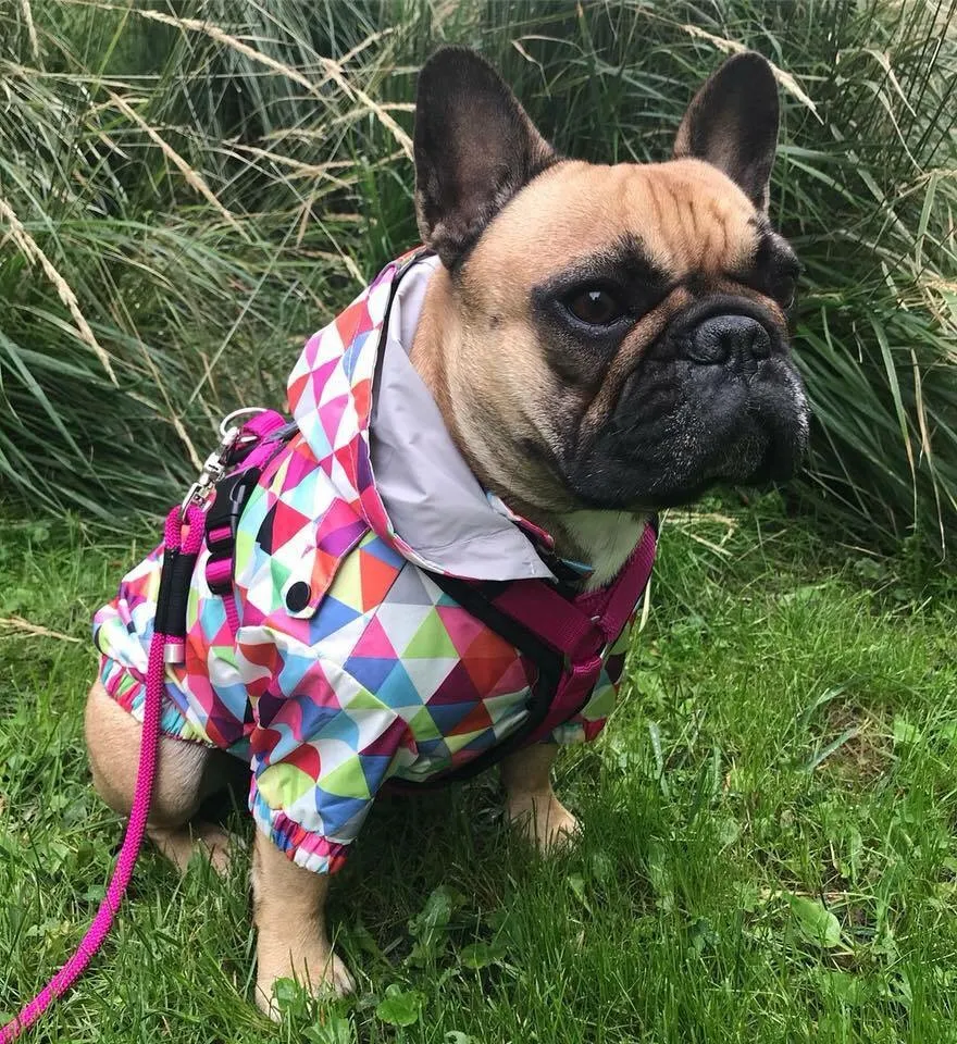 Ausflug mit Hund zu den Wölfen im Wildpark Ernstbrunn, NÖ