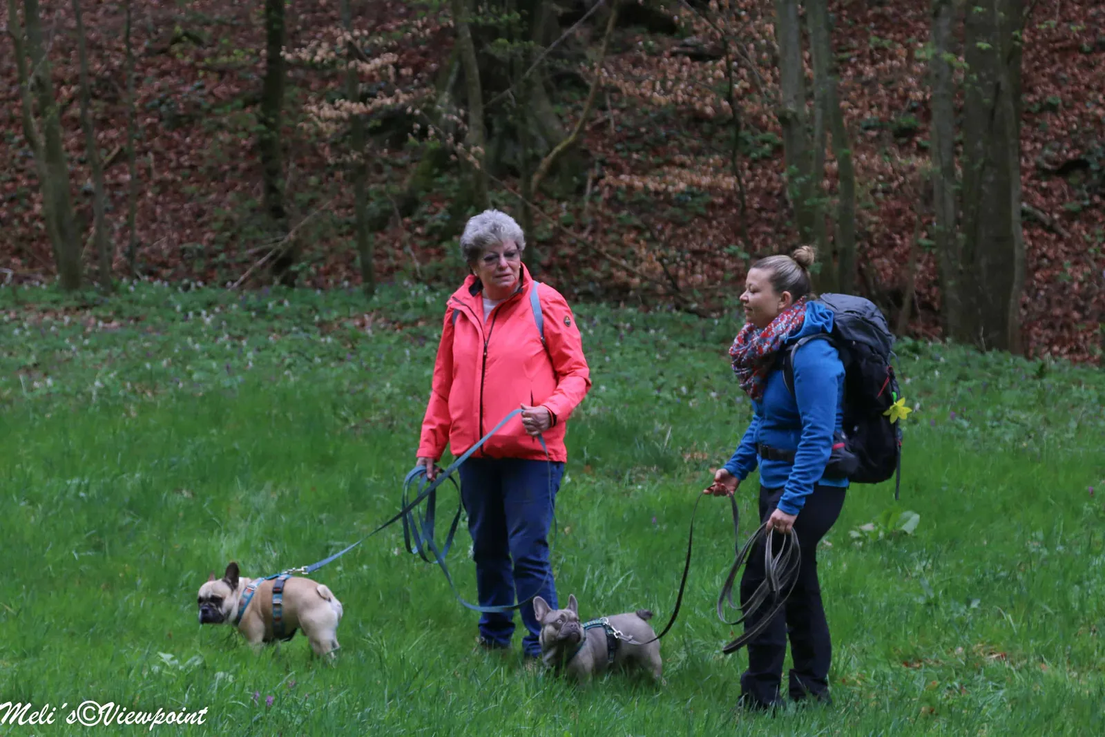 Kräuterwanderung mit Hund in Wöllersdorf-Steinabrückl