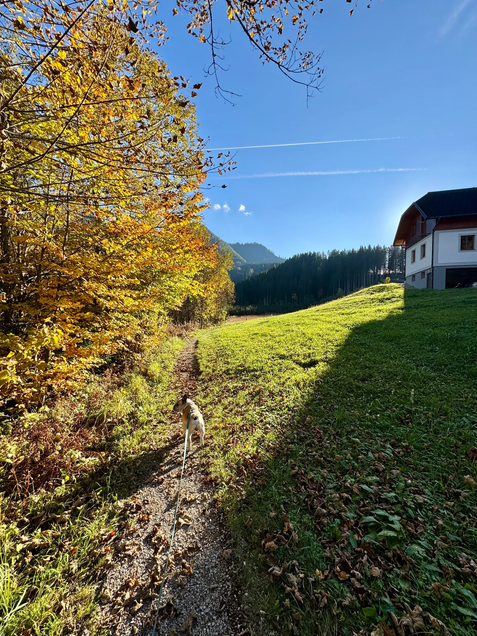 Ein Hund läuft an der Leine auf einem Schotterweg neben herbstlich gefärbten Bäumen.