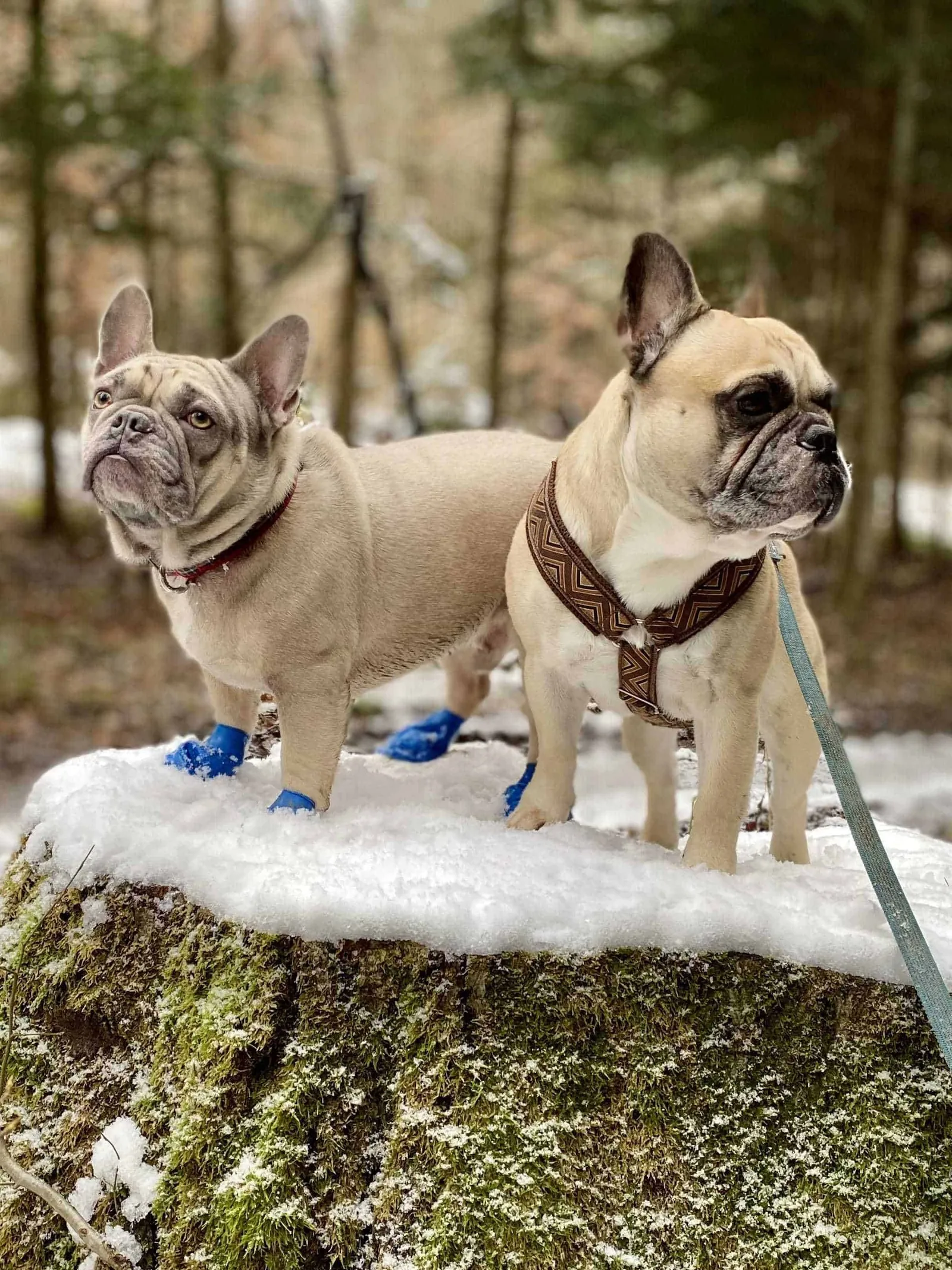 Pfotenschutz im Winter