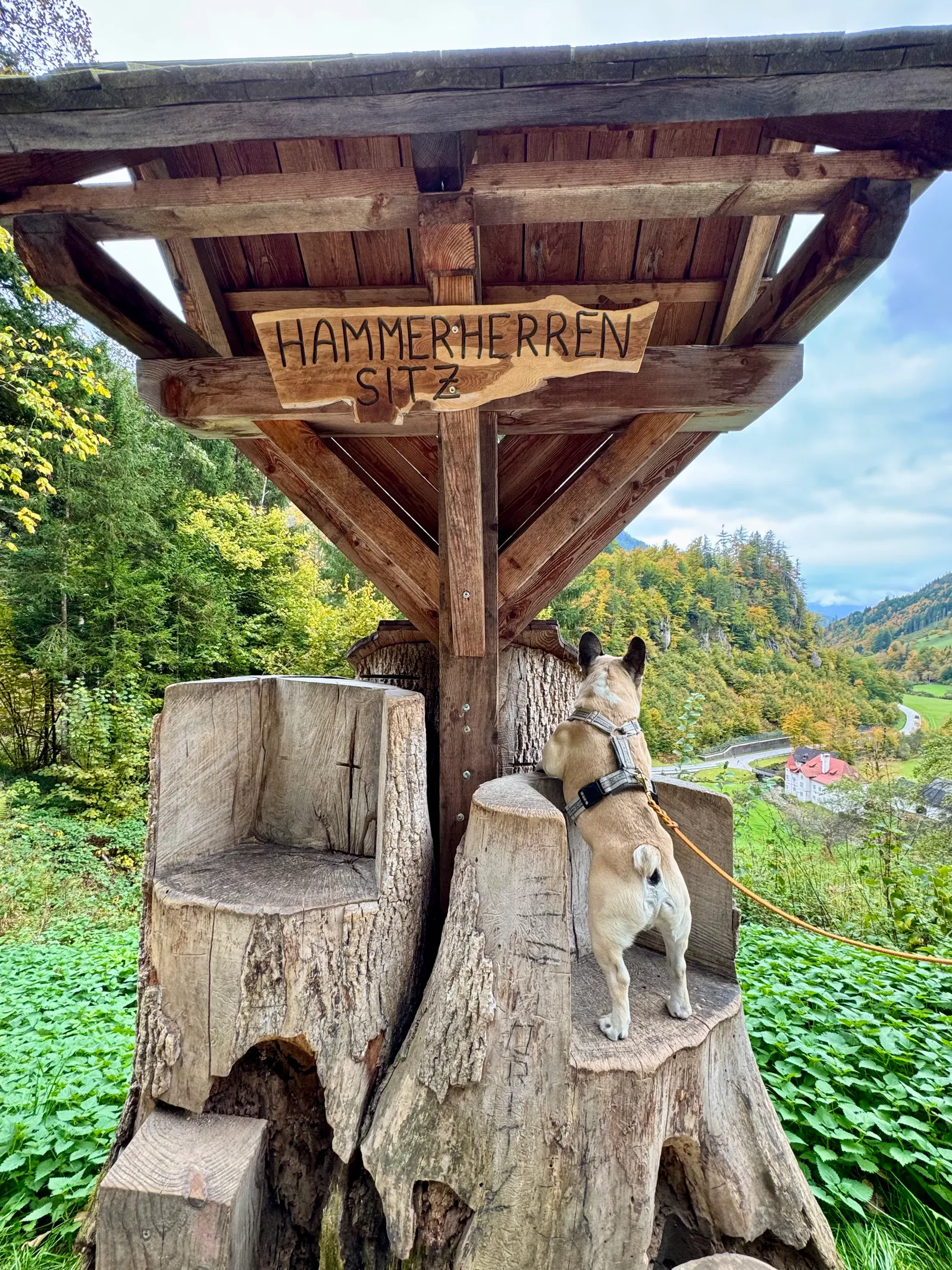 Eine Französische Bulldogge steht am hölzernen Hammerherrensitz und blickt ins herbstliche Tal.