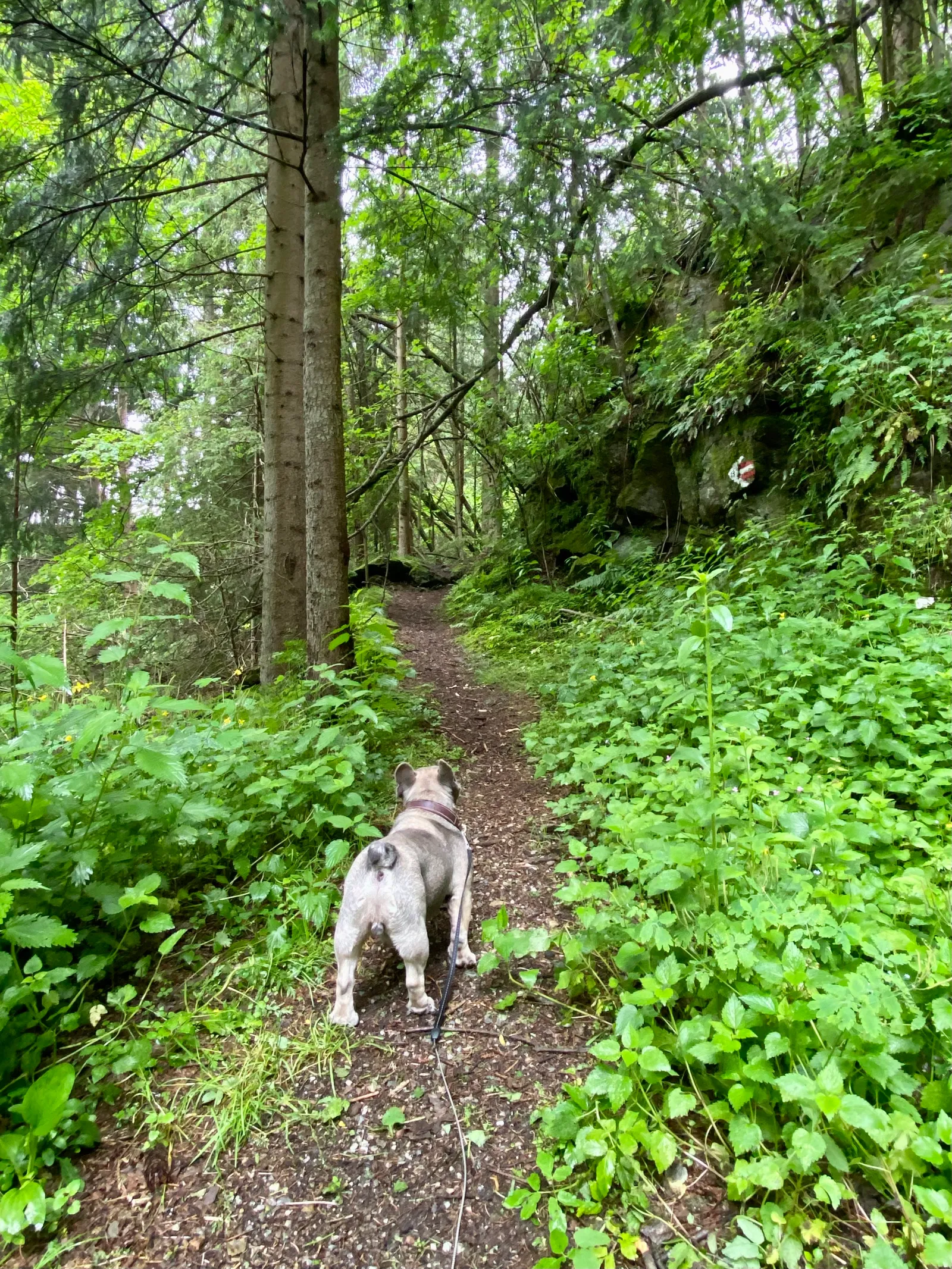 Archie am Waldweg