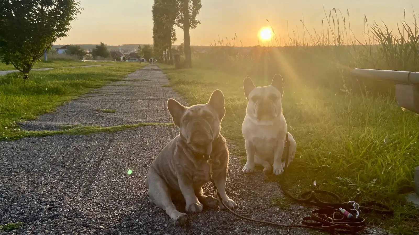 Kurzurlaub mit Hund in Mörbisch, Burgenland