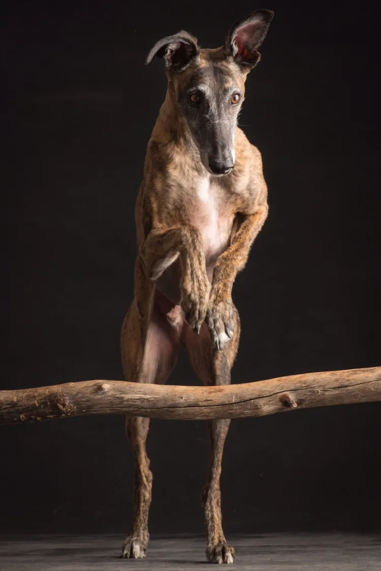 spanischer Windhund