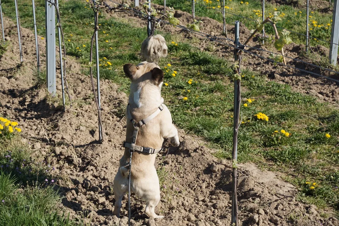 Hundeurlaub