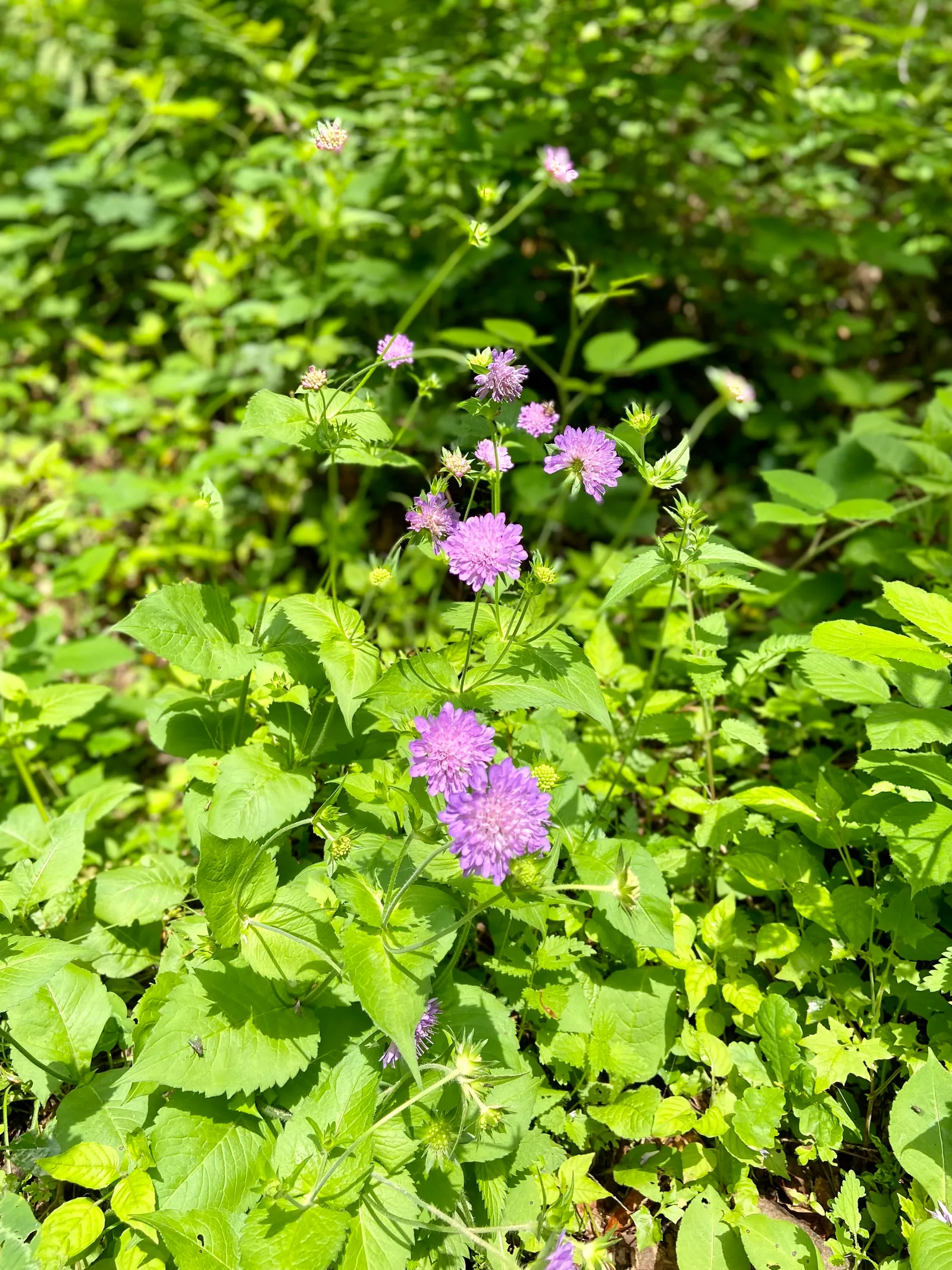Blumen am Weg