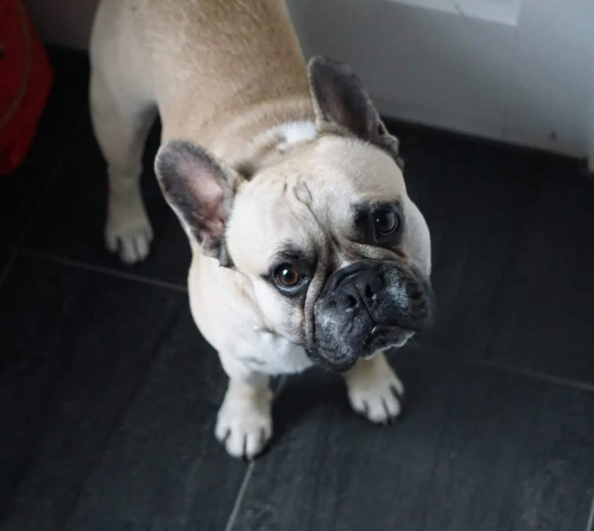 Nahaufnahme von Murphy, einer beigen Französischen Bulldogge.
