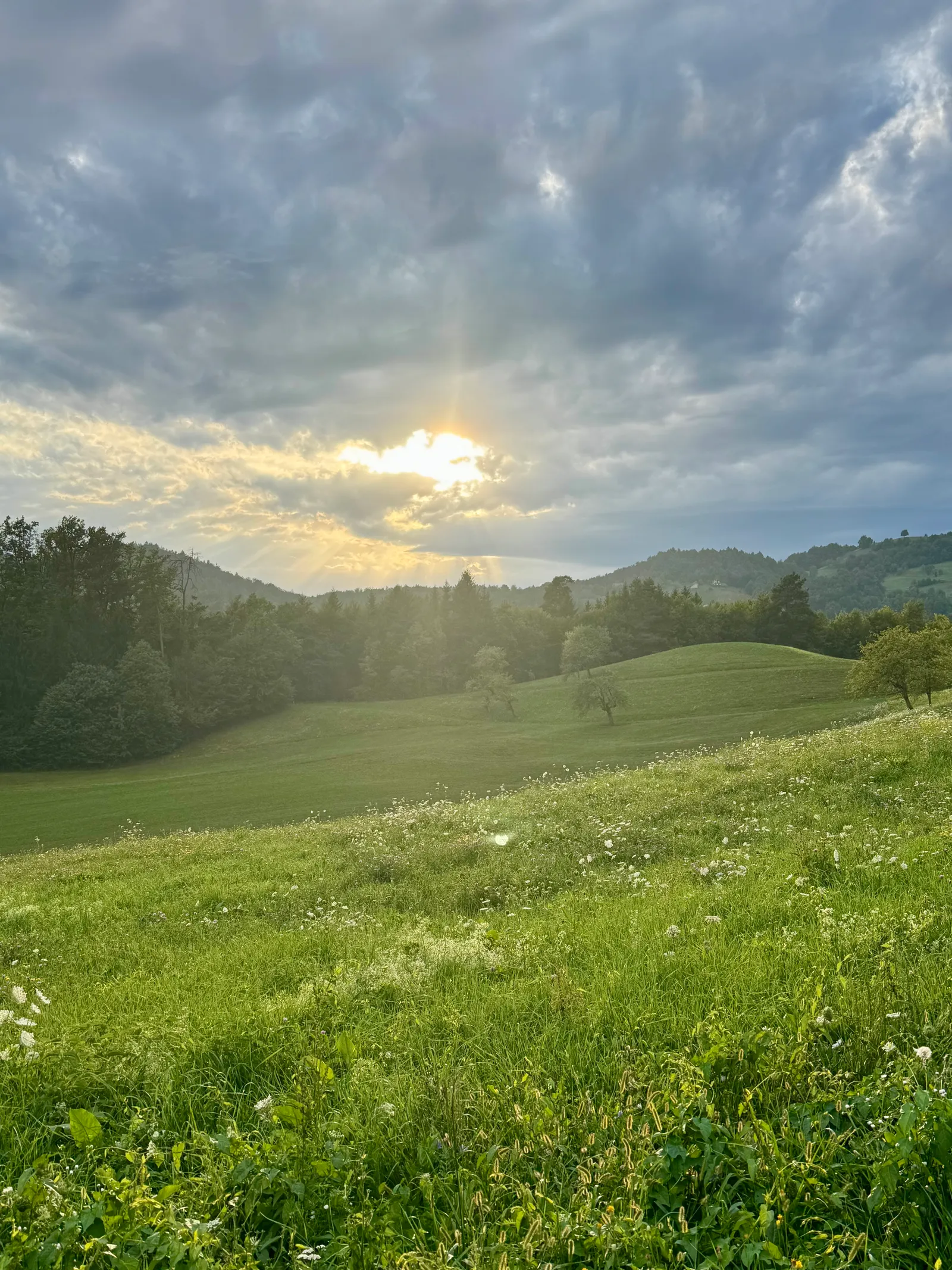 Die Abendsonne bricht durch Wolken über hügeligen Wiesen mit weißen Wildblumen.