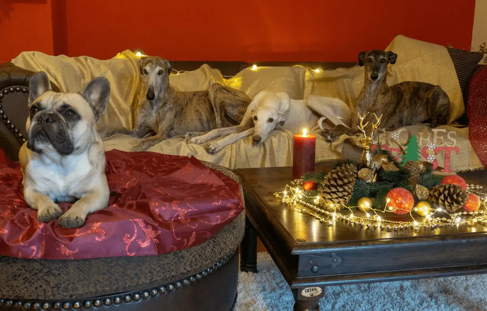 Murphy und die 3 Galgos aus dem Morgenland - ein tierisches Weihnachtsgedicht