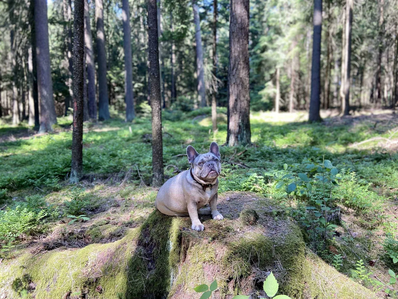 Frenchie auf Baumstamm