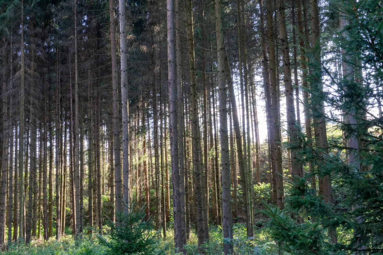 Waldviertel Zwettl Hundereise Riegersbach