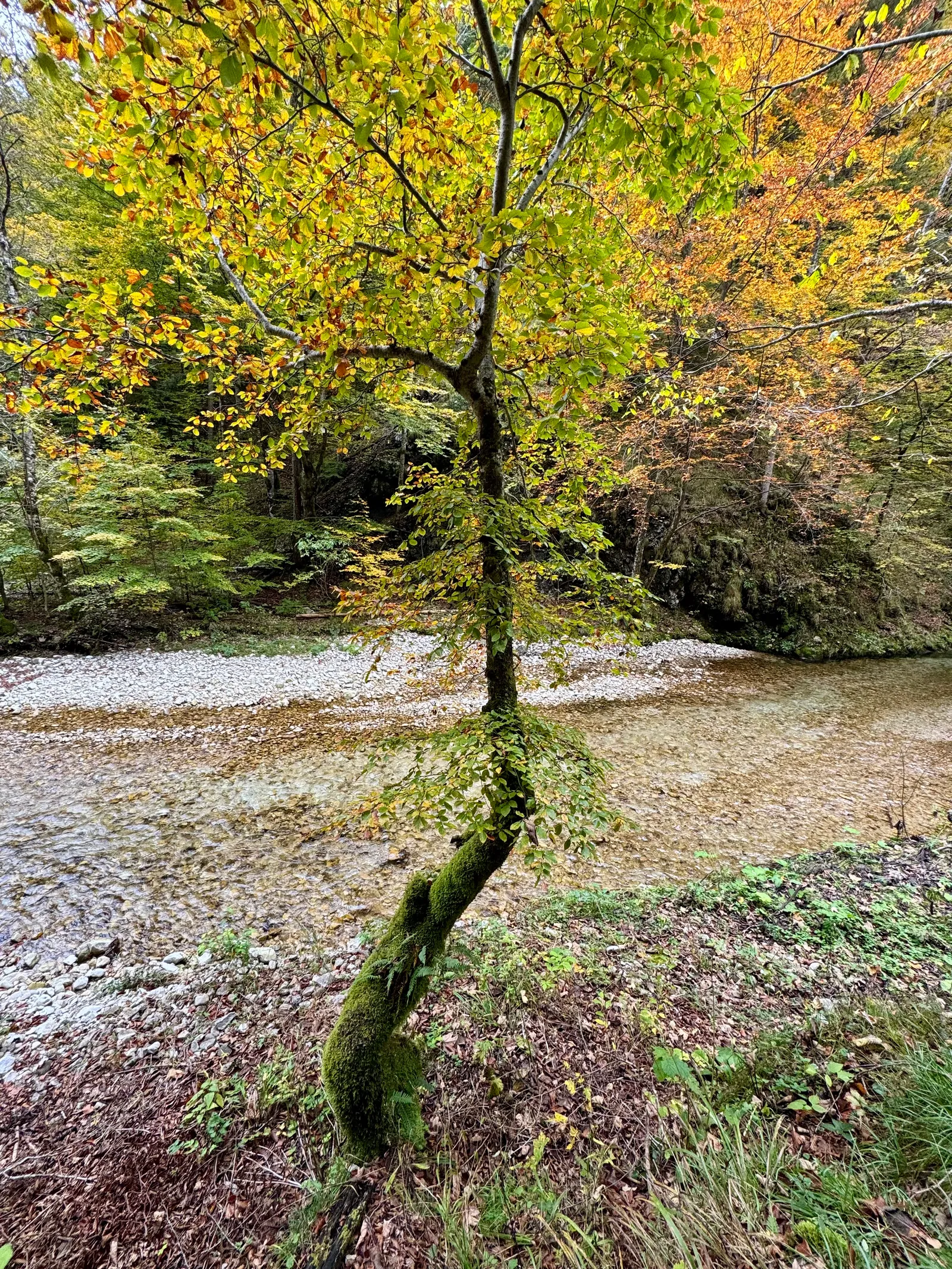 Moosbedeckter Baum mit herbstlichem Laub am Ufer eines klaren Gebirgsbachs im Mendlingtal.