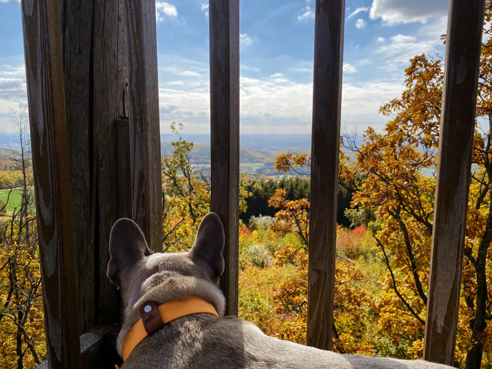 Archie blickt in den Herbst von der Plattform des Baumwipfelwegs Althodis