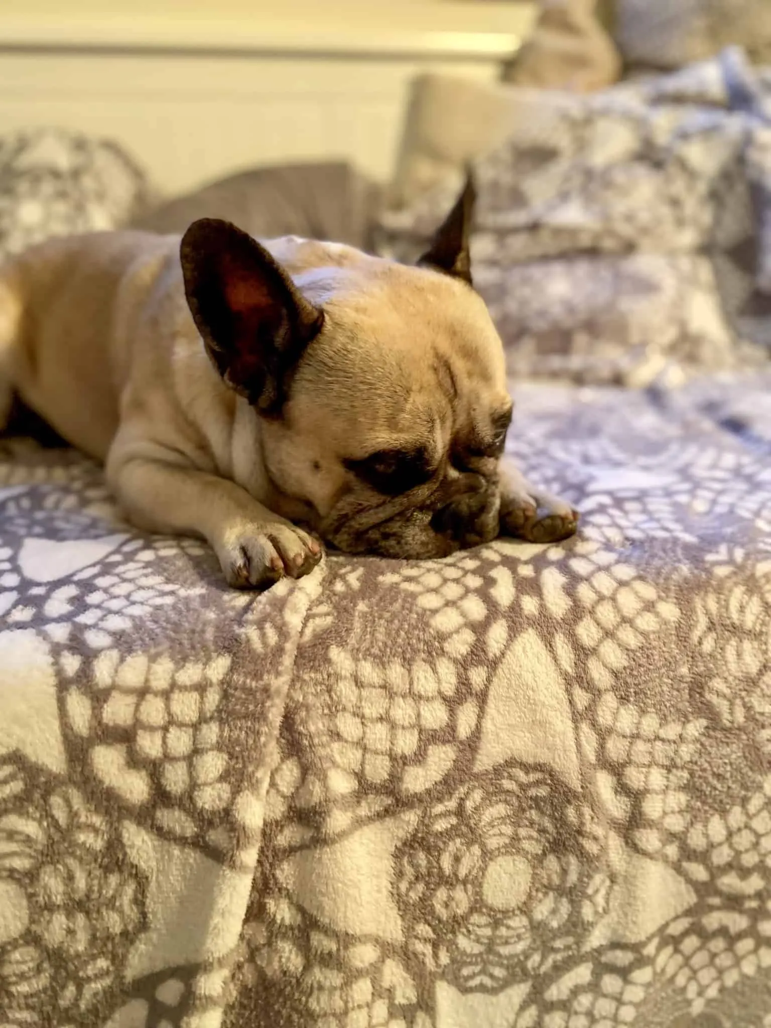 Murphy kuschelt auf der Couch im Weinloft