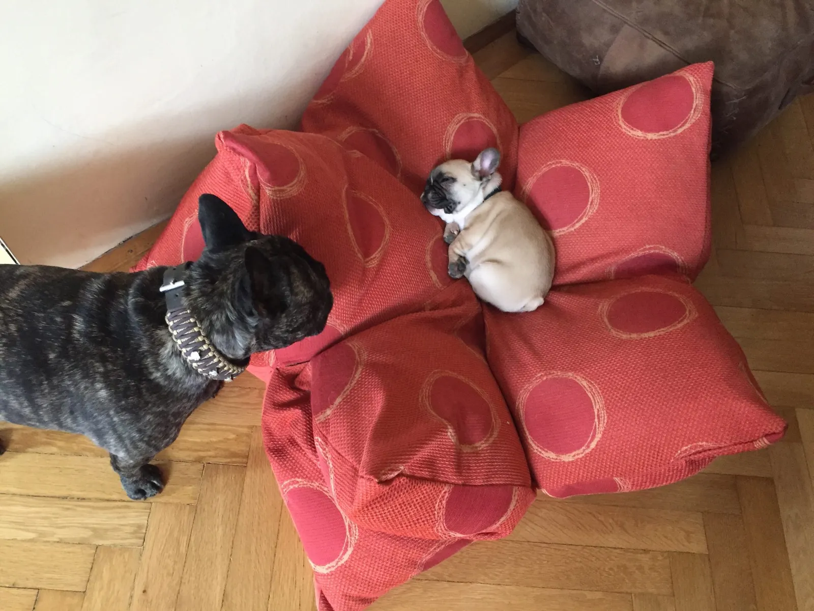 French Bulldog