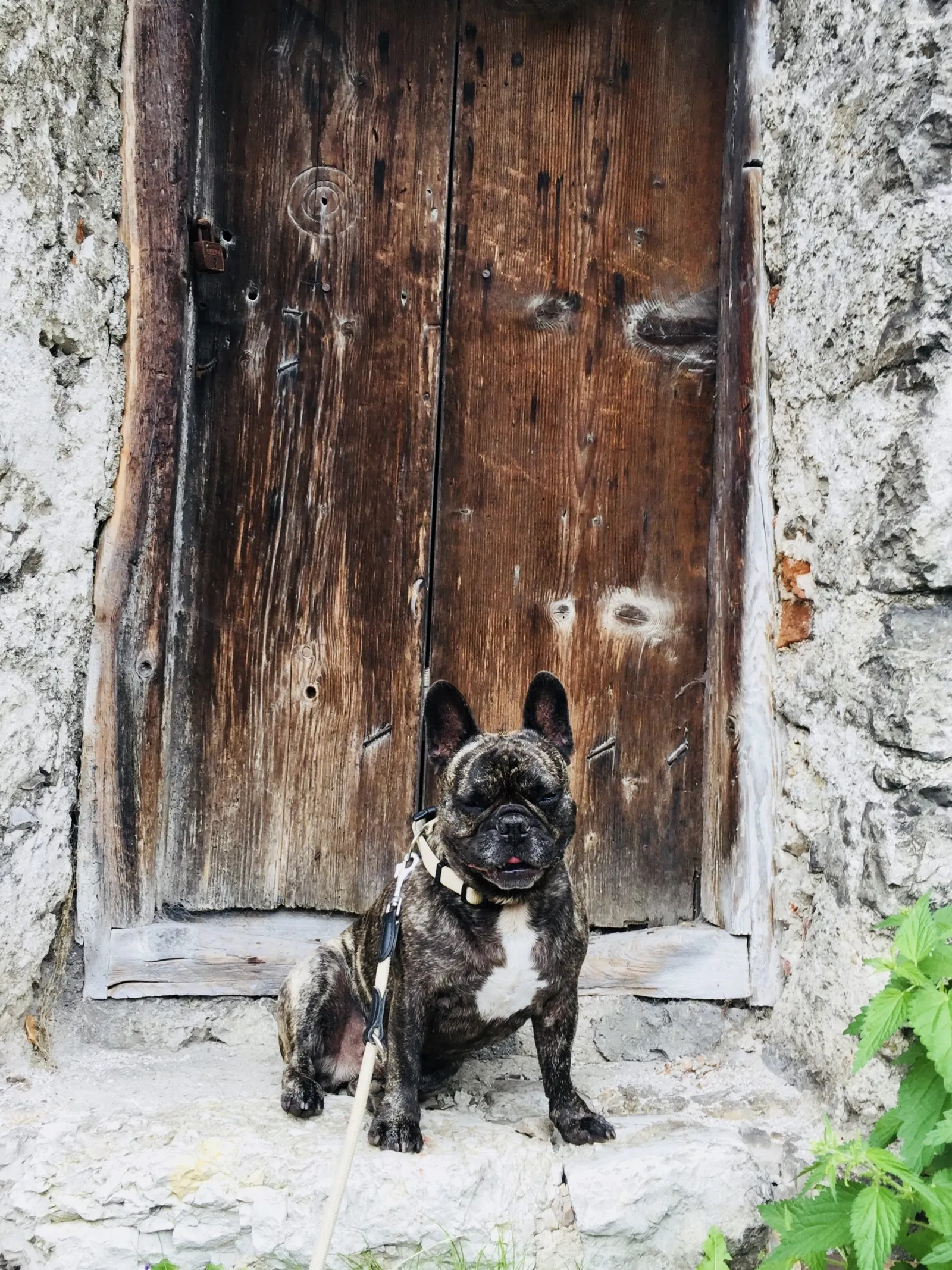 Hallstatt mit Hund